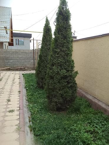 арча елка: Туи в контейнерах для живых изгородей - Вечнозелёные туи конической — 2