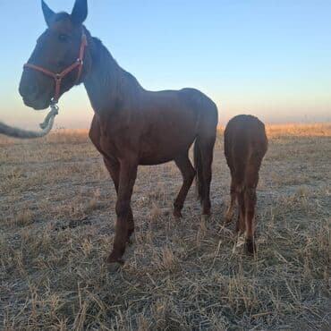 купить породистую собаку: Продаю | Кобыла (самка) | Для разведения — 1