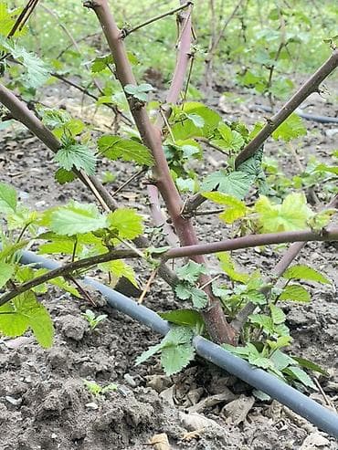 Ежемалина кочоттору сатылат
Сорт: (Лох Нес)