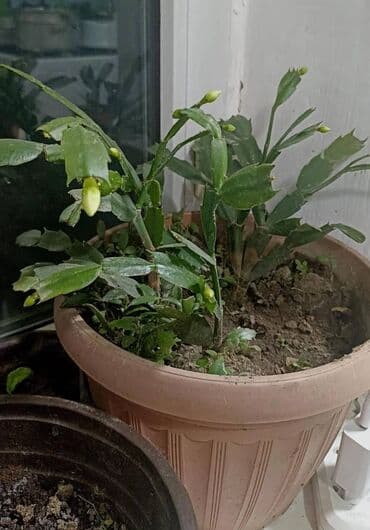 сколько стоят гипсофилы: Есть в продаже : фиалки темно фиолетовые махровые, хлорофитум — 2