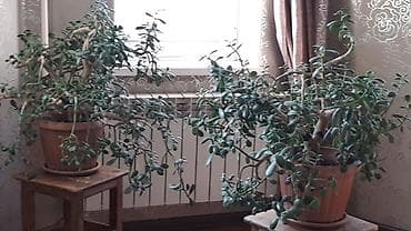 цветок денежный: Толстянка (денежное дерево), взрослые разветвлённые экземпляры в — 4