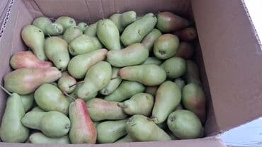 продам яблоки на переработку: Яблоки — 6