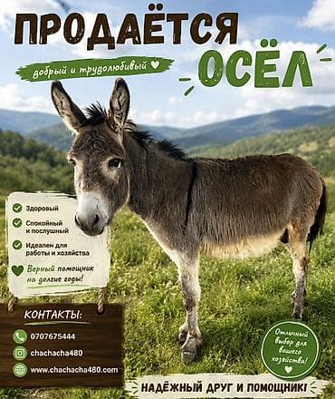 где можно найти собаку: Осёл — добрый и трудолюбивый помощник для вашего хозяйства — 1