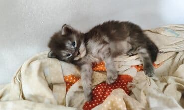 вислоухие котята фото цена: 🥳🥳🥳Открыто бронирование Элитных котята Мейн-куны чистокровные импорта — 5