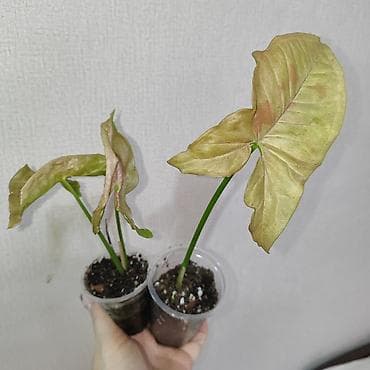 Эпипремнумы и сциндапсусы: Эпипремнум Елисейские поля вариегатный Эпипремнум Айс квин — 10