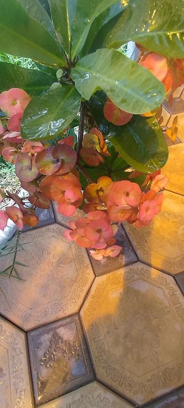 Молочай Миля (Euphorbia milii) в горшке - Компактный куст с — 4