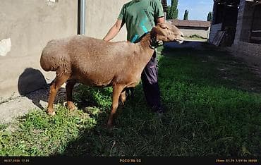Животные: Продаю | Овца (самка) | Для разведения — 1