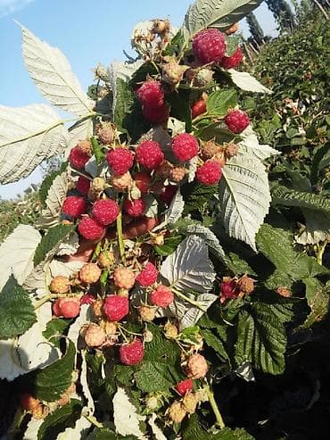 продам клубнику: Продаём саженцы смородины алтайский местный .(обмен есть рассмотрим — 3