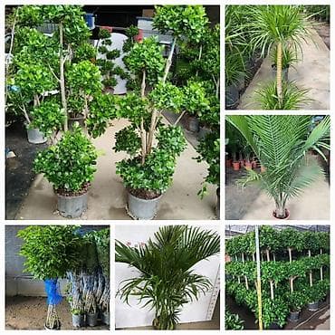 аквариум с рыбками купить: Принимаем заказы на огромные растения🌴есть услуга пересадки и уход за — 2