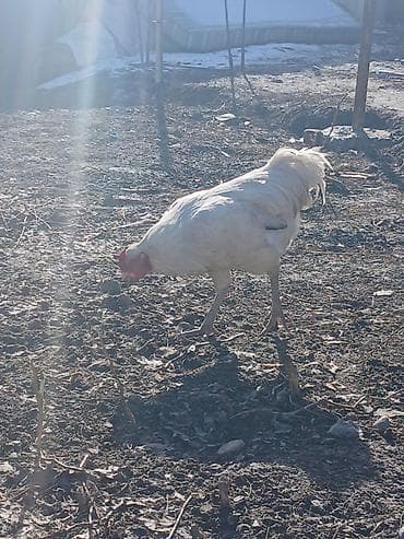 ко шамо короз: Продаю | Петух | Для разведения — 5