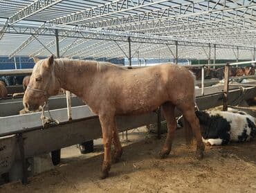 продажа собак хаски: Продаю | Жеребец | Для разведения — 3