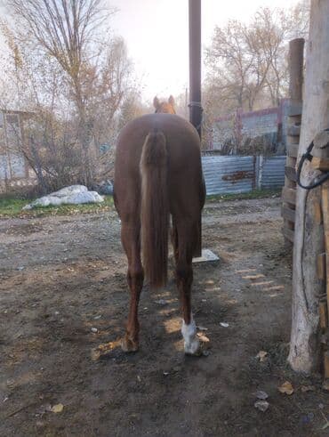 куплю домашнее животное: Продаю | Конь (самец) — 6