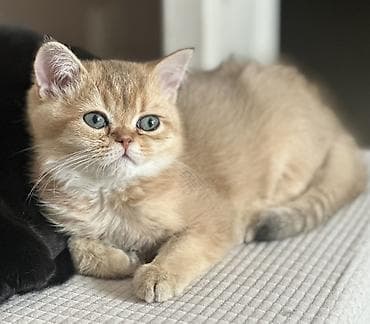 кошачий лоток: Скотиш Страйт (Шотландская прямоухая), 3 месяца, Мальчик, Серебристая шиншилла, Приучена к лотку — 4