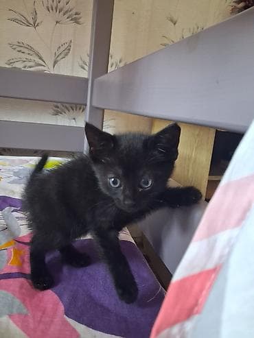 попугай ара купить: Черный котенок - Окрас: полностью черный, короткая гладкая шерсть — 1