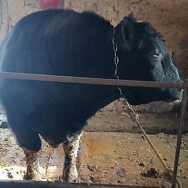 цена собаки хаски: Продаю | Бык (самец) | На откорм | Искусственник — 8