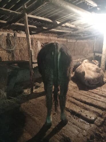 каровы: Продаю | Бык (самец) | Швицкая | На откорм — 6