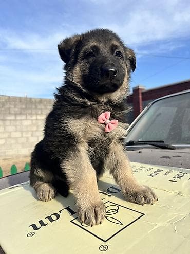амстаф щенки: Немецкая овчарка, 1 месяц, Самец — 1