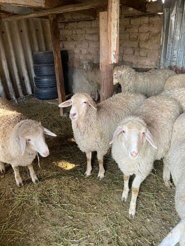 Собаки: Продаю | Баран (самец) | Меринос | На забой | Кастрированные — 1