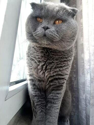 шотландская вислоухая кошка бишкек: Кот на вязку — 1