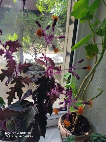 сколько стоит букет из мандаринов: Продаю цветы от 100 сом остатки — 24