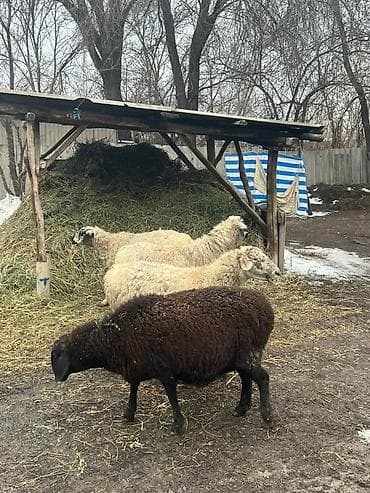 бараны козу: Продаю | Овца (самка) — 1