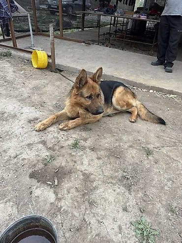 питбуль бои: Немецкая овчарка, 3 года, Самец, С родословной — 1
