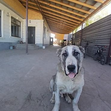 парода уйлар: Продам щенка среднеазиатская овчарка (алабай, 5,5 месяцев )Окрас — 1