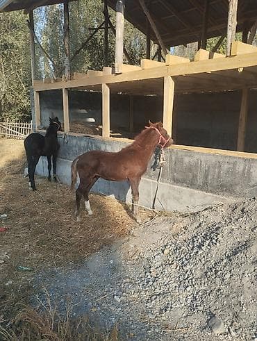 редкие питомцы: Продаю | Жеребенок | Для разведения — 2