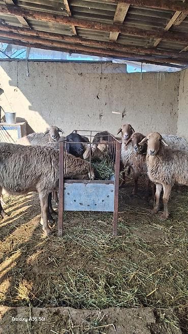 Услуги ветеринара: Продаю | Овца (самка) | Для разведения — 1