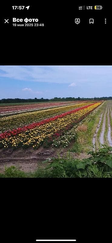 оптовик: Роза кочоттун турлору сатылат, оптом жана бирден да сатылат — 2