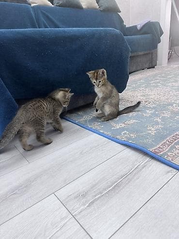 Котята, домашние. На фото — два короткошёрстных малыша классического