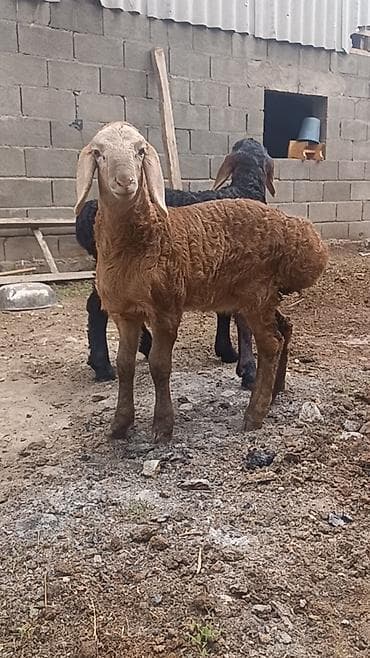 клетка для перепелок: Продаю | Ягненок | На забой — 6