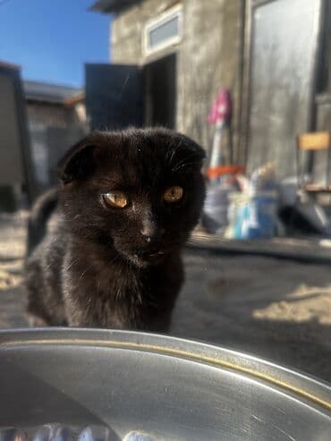 продажа вислоухих шотландских котят: Шотландские вислоухие смесь черный и белый котёнок - Очаровательный — 9