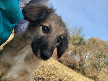 Вязка собак: Щеноки бардер-колли, среднего размера . умные,домашние,мальчики.6 — 1