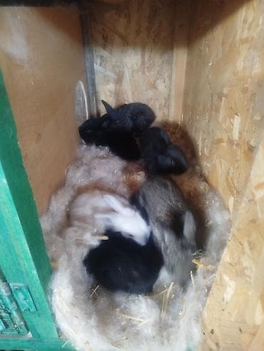 ак жугору: Сатам | Коендун бөжөктөрү | Күрөң коен | Көбөйтүү үчүн | Асыл тукумдуу — 2