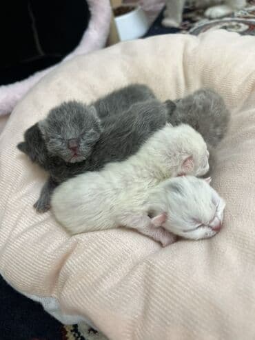 кошки скотиш фолд: Новорожденные Шотландцы и Шотландки готовы для брони. Идеально — 1