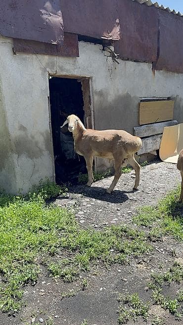 живой корм: Продаю | Ягненок | Арашан — 3