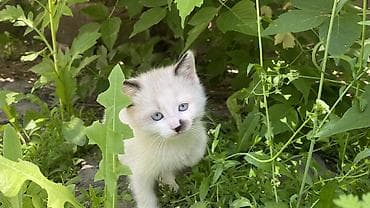 Кошки: Отдам котят в добрые руки 🐾 Ищем заботливых хозяев для трёх — 2