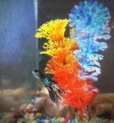 гуппи: Продаются 2 аквариума с рыбками гуппи 🐠 В комплекте: ^ два ухоженных — 7