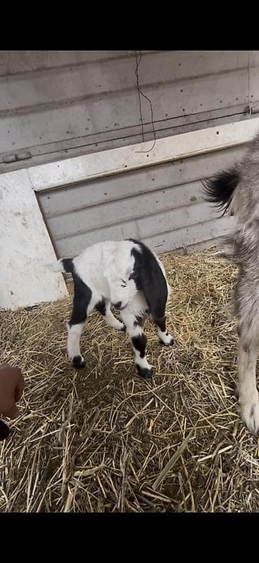 молоко осла: Продаю | Коза (самка) | Для молока — 2