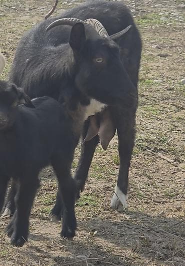 собака девочка: Продаю | Коза (самка) | Для разведения — 4