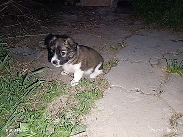щенята даром: Щенки -дворняжкиДевочки все 5-недель,звотночки- будут среднего — 3