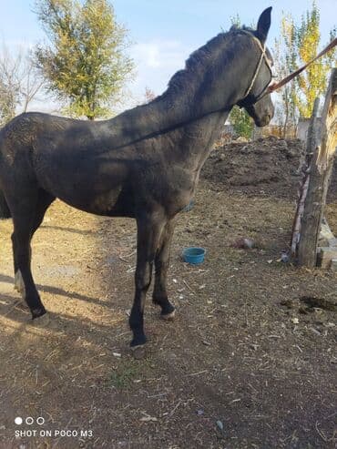 грызуны домашние: Продаю | Кобыла (самка) | Дончак — 3