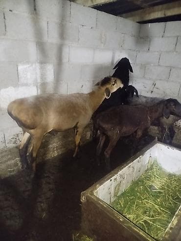 голуби животное: Продаю | Овца (самка) | Для разведения — 2