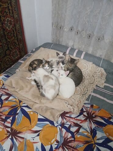 наполнитель для пуфиков: Отдам котят в хорошие руки 4 по 1,5 месаца и 4 по 2,5 месаца. Только в — 7