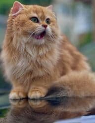 ящик для документов: ✨ БРИТАНСКИЕ КОТЯТА ЗОЛОТИСТОЙ ШИНШИЛЛЫ В ПОИСКАХ ДОМА! ✨ Наши малыши — 10