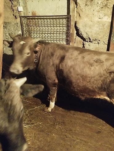 собака бульдог: Продаю | Бык (самец) | На откорм | Привязанные — 5