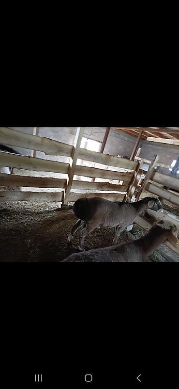 телят бычки: Продаю | Бык (самец) | На откорм | Привязанные — 4