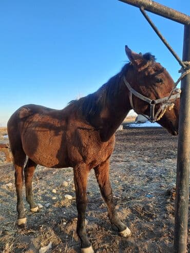 продам козу дойную: Продаю | Жеребенок — 2