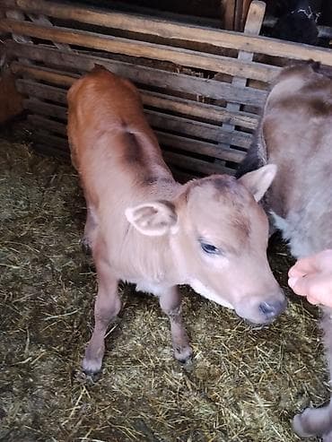 Продаю | Тёлка | На откорм | Искусственник